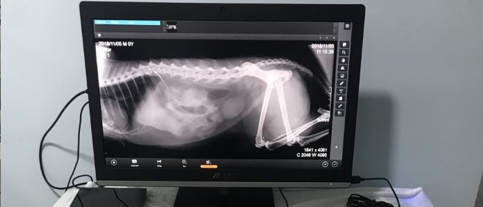 Röntgen, X-ray, Digital, Anında görüntü, CD, 7/24 acil veteriner